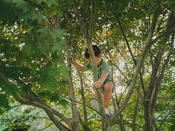 Ein Kind klettert in einem Baum.