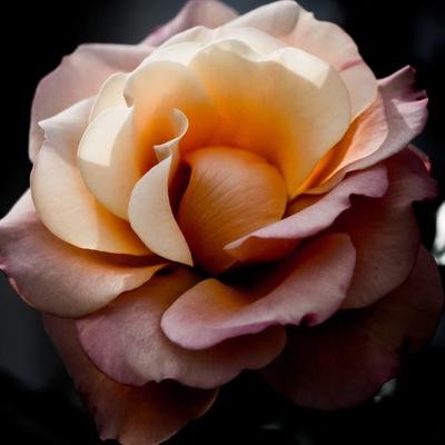 Ein erblühende Rose vor einem schwarzen Hintergrund.