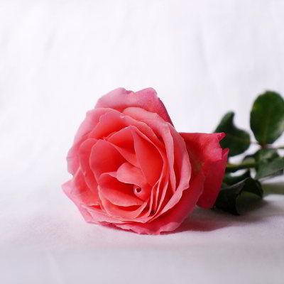 Eine rote Rose auf weißem Hintergrund