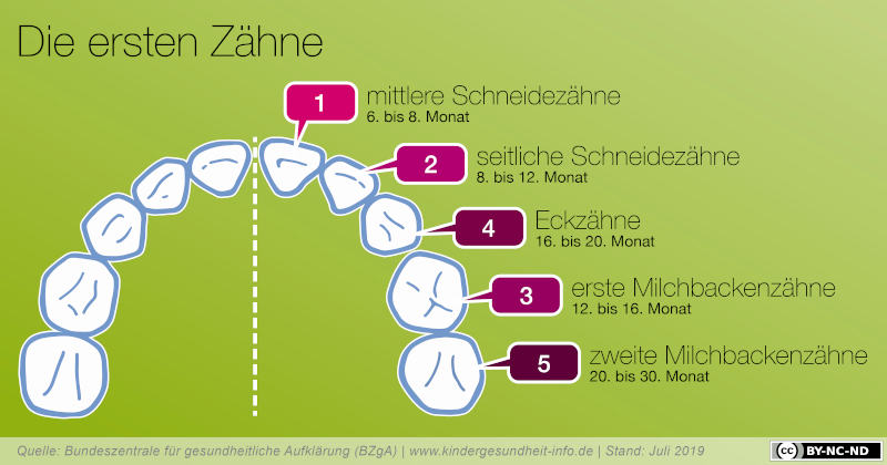 Eine Infografik zur Zahnentwicklung von Babys.