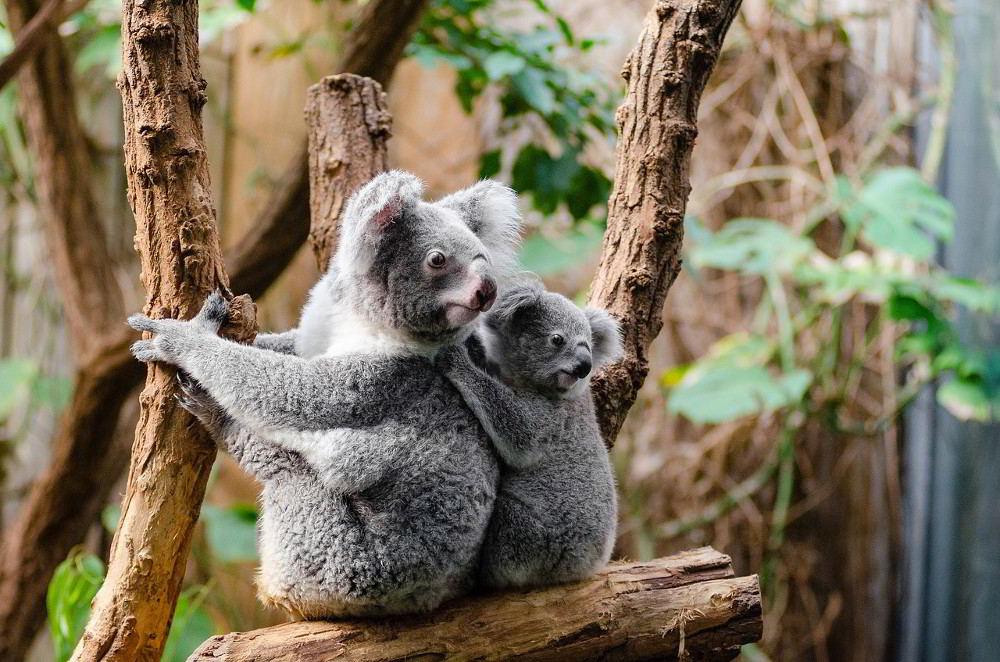 Der Koala ist ein passiver Tragling.