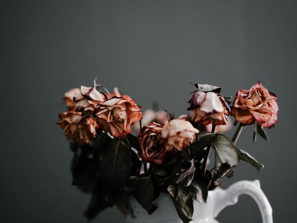Detailaufnahme von verblühten Rosen.